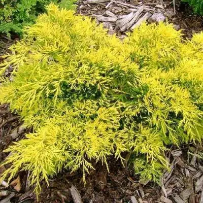 Можжевельник КИНГ ОФ СПРИНГ средний в Жодино