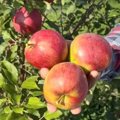 Яблоня ПОСПЕХ в Жодино