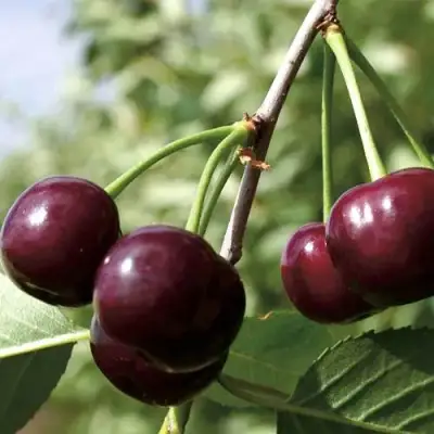 Дюк КСЕНИЯ (ЧЕРЕВИШНЯ) в Жодино