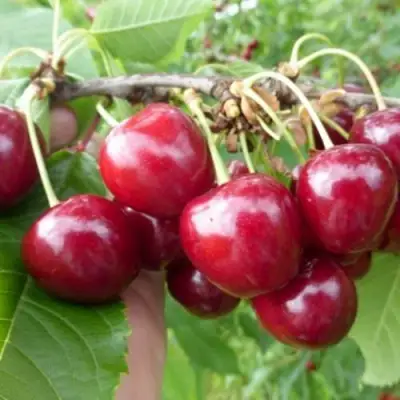 Вишня КОЛОННОВИДНАЯ  в Жодино