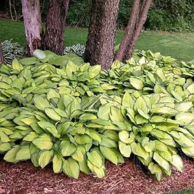 Хоста ГОЛД СТАНДАРТ Форчуна в Жодино