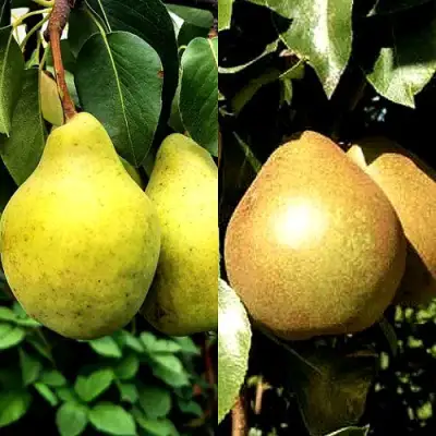 Комплект ДУЭТ в Жодино