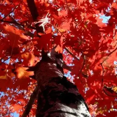 Дуб красный в Жодино