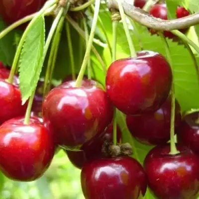 Вишня ХАРИТОНОВСКАЯ в Жодино