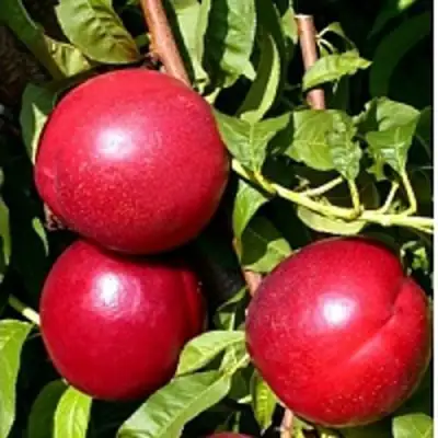 Нектарин ХАРКО в Жодино