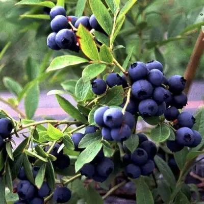 Голубика ДЖЕРСИ в Жодино