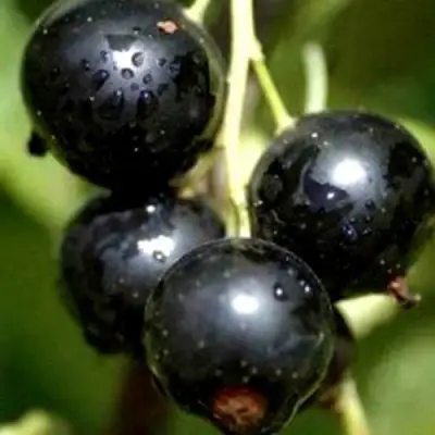 Смородина чёрная ВИНОГРАДНАЯ в Жодино