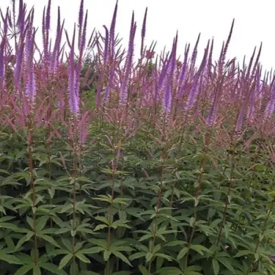 Вероникаструм ФАСЦИНЕЙШН в Жодино