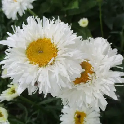 Нивяник КРЕЙЗИ ДЕЙЗИ наибольший в Жодино