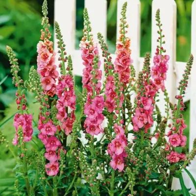 Коровяк ПИНК ДОМИНО гибридный (вербаскум) в Жодино