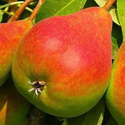 Груша ГЕРА в Жодино