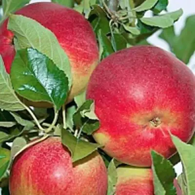 Яблоня СЕНАТОР колонновидная в Жодино