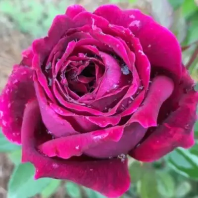 Роза РОЯЛ ПАЛАС японская в Жодино