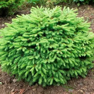 Ель НИДИФОРМИС обыкновенная в Жодино