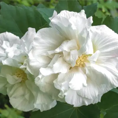 Гибискус АДМИРАЛ ДЕВЕЙ сирийский в Жодино