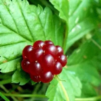 Княженика ЭЛПЕ в Жодино