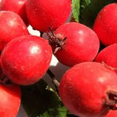 Боярышник КРУПНОПЛОДНЫЙ в Жодино