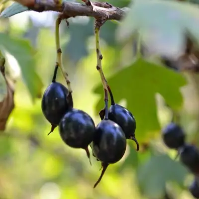 Смородина золотистая ДУСТЛИК в Жодино