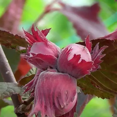 Фундук КАРДИНАЛ в Жодино