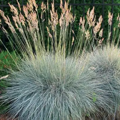 Овсянница ЭЛАЙДЖА БЛЮ в Жодино