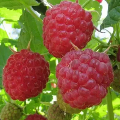 Малина НОВОСТЬ КУЗЬМИНА в Жодино