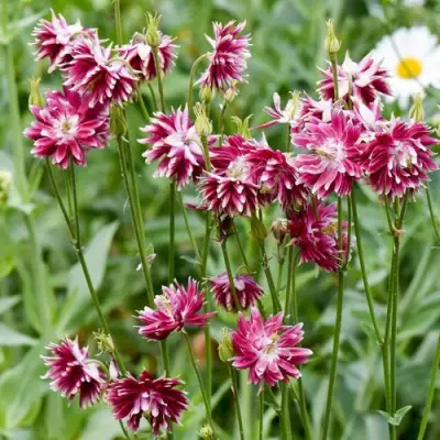 Аквилегия БАРЛОУ НОРА гибрид МакКаны в Жодино