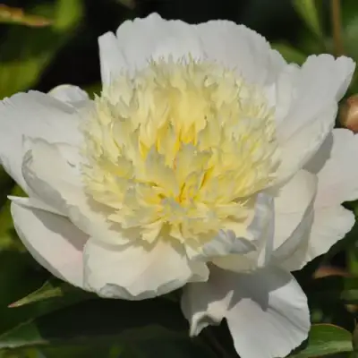 Пион ЗОЛОТАЯ ШПИЛЬКА травянистый в Жодино