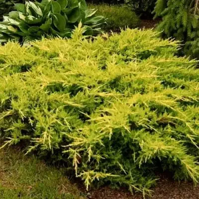 Можжевельник МОРДИГАН ГОЛД средний в Жодино