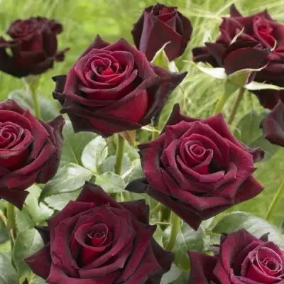 Роза БЛЭК БАККАРА чайно-гибридная в Жодино