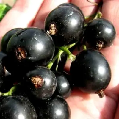 Смородина чёрная ЧЕРЕШНЁВАЯ в Жодино