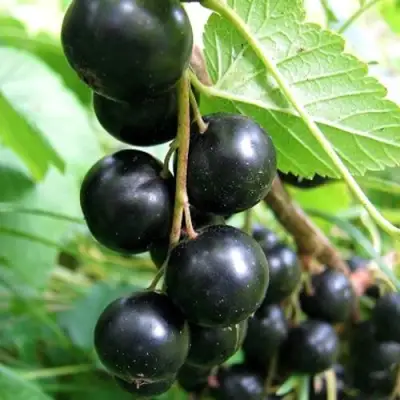 Смородина черная ЧЕРНООКАЯ в Жодино