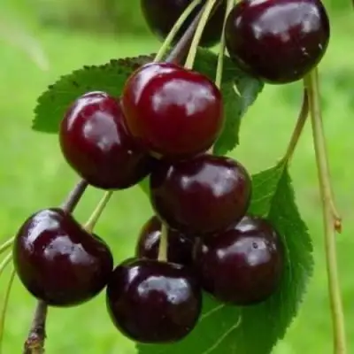 Вишня ЛАСУХА в Жодино