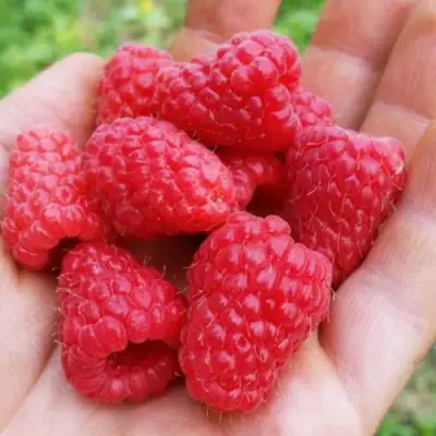 Малина ТУЛАМИН в Жодино