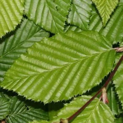 Граб японский в Жодино