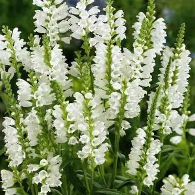 Физостегия АЛЬБА виргинская в Жодино