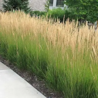 Вейник КАРЛ ФОРСТЕР остроцветковый в Жодино