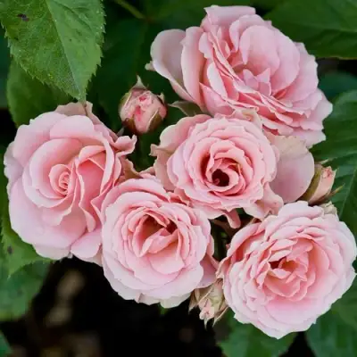 Роза КЛАССИК ЛИДИЯ спрей в Жодино