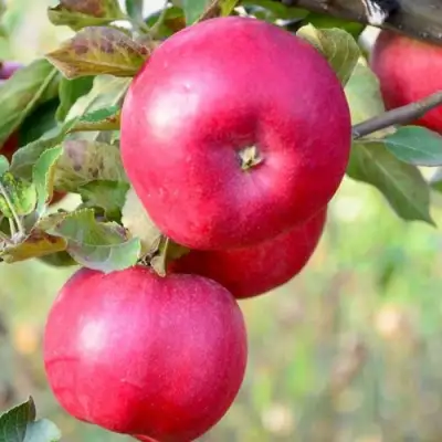 Яблоня АЙДАРЕД в Жодино