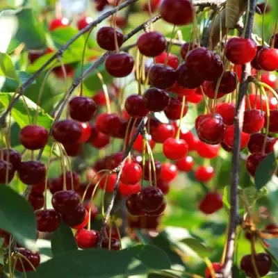 Вишня БРУСНИЦЫНА степная в Жодино