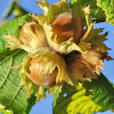 Фундук ТОНДА РОМАНА в Жодино