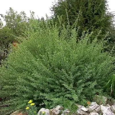 Ива НАНА пурпурная в Жодино