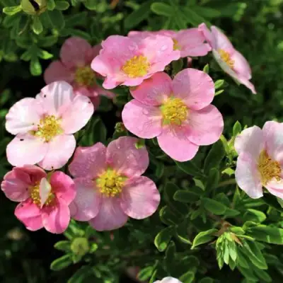 Лапчатка ЛАВЛИ ПИНК кустарниковая в Жодино