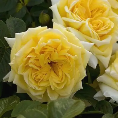 Роза НАДЯ МЕЙДИЛАНД почвопокровная в Жодино