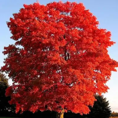 Дуб красный в Жодино