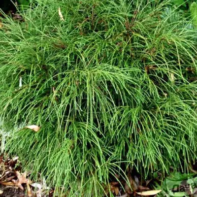 Туя ВИПКОРД складчатая в Жодино