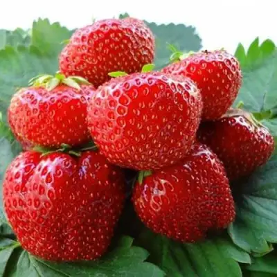 Клубника ВИМА ЗАНТА в Жодино