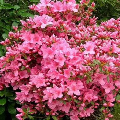 Азалия РОКОКО японская в Жодино