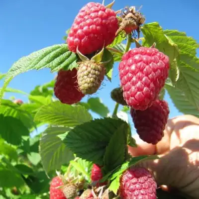 Малина ЕВРАЗИЯ в Жодино