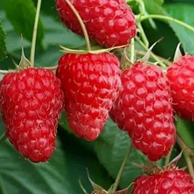 Малина КАСКАД ДЕЛАЙТ в Жодино