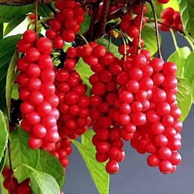 Лимонник САДОВЫЙ 1 китайский  в Жодино